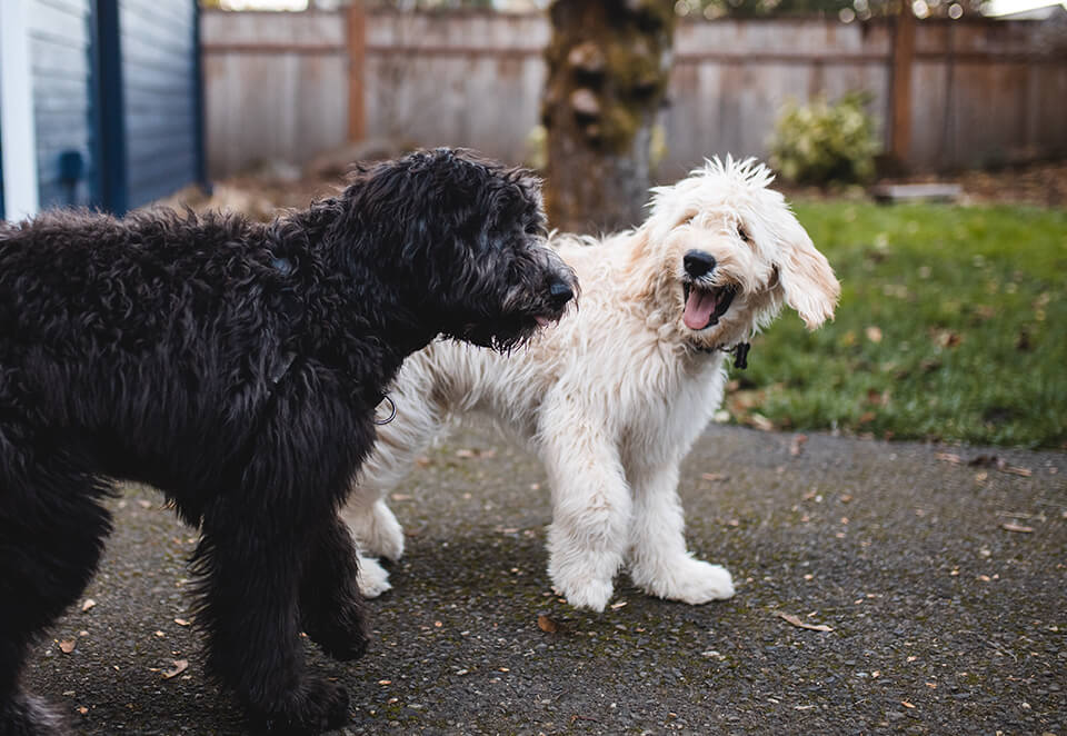 Quality Garden Pet Gibsons and the Sunshine Coast BC